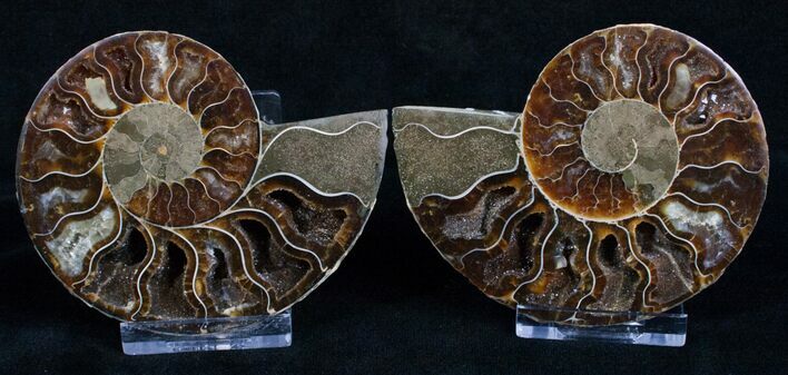 Inch Cut & Polished Ammonite #4877